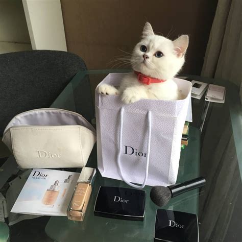 Women's DIOR Cat